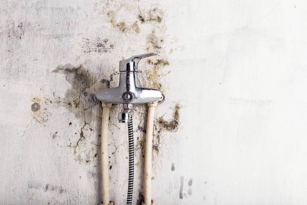 Best Insurance-Related Mold Remediation in Hazel Green, AL
