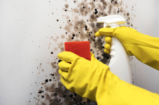 Best Kitchen Mold Remediation in Hazel Green, AL