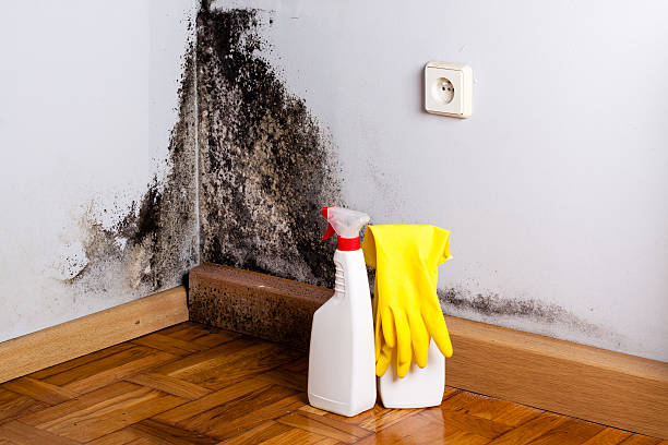 Best Attic Mold Remediation in Hazel Green, AL