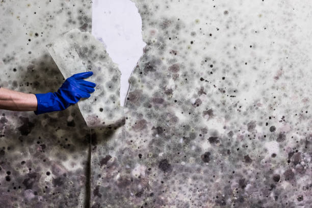 Best White Mold Remediation in Hazel Green, AL